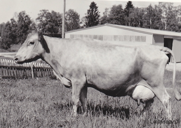 Suomenkarjaa Koivikossa